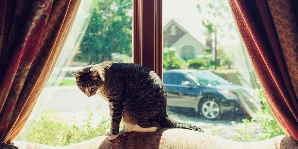 Cleaning your interior windows need attention as well, especially if you have pets.