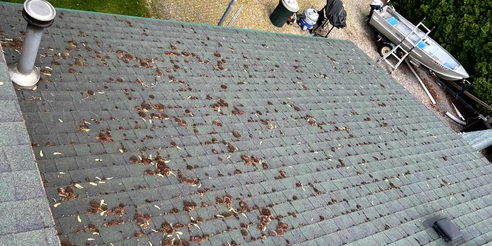 Spokane has wet spring weather that helps grow roof moss that can cause damage.