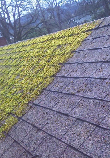 roof-moss-removal-spokane-washington Roof Moss Removal - Expert Services in Spokane Valley, WA from Save Your Glass